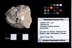 Foto (Objekt + Etikett) von Cyclothyreus sp.  (NHMW-GEO-1990-0041-3318)